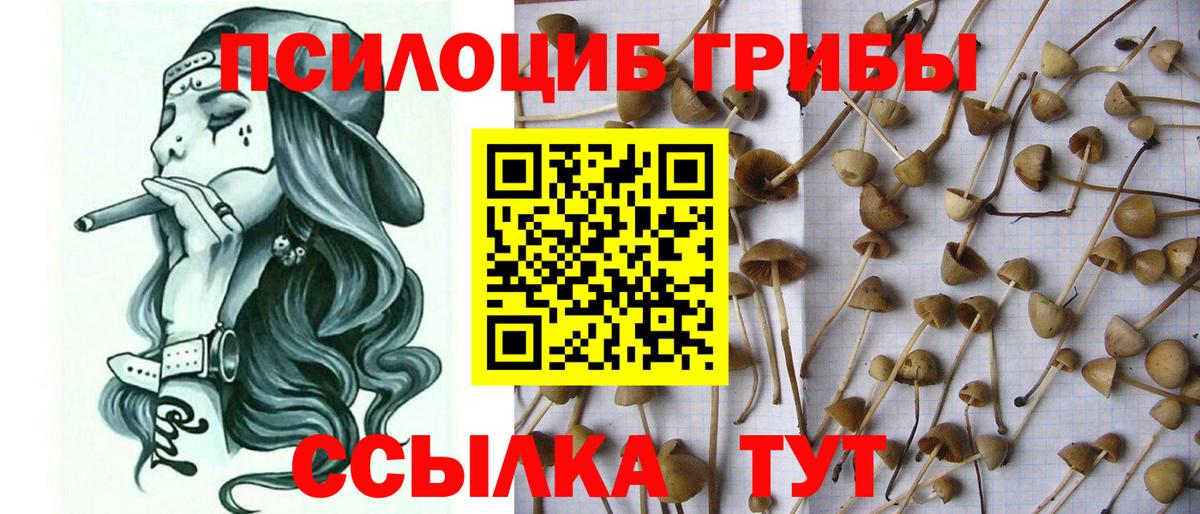Галлюциногенные грибы Psilocybine cubensis Наро-Фоминск